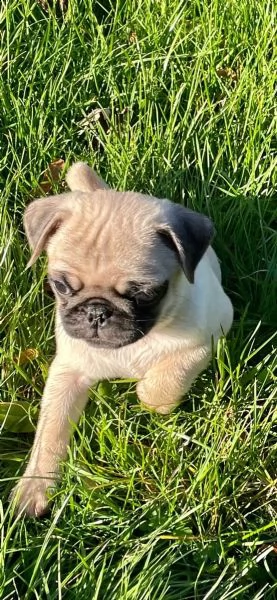 splendido cucciolo di carlino fulvo di eccellente genealogia | Foto 0