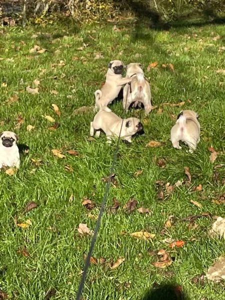 splendido cucciolo di carlino fulvo di eccellente genealogia