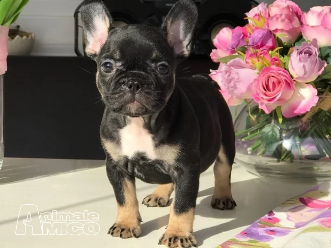 cuccioli di bouledogue francese --bulldog francese