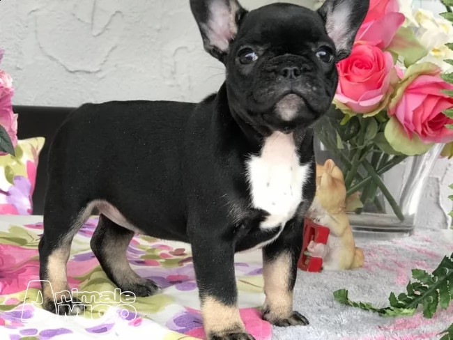 cuccioli di bouledogue francese --bulldog francese | Foto 0