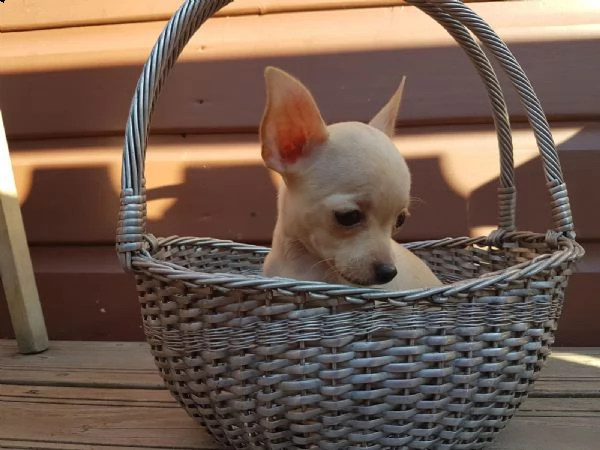 chihuahua cuccioli mini