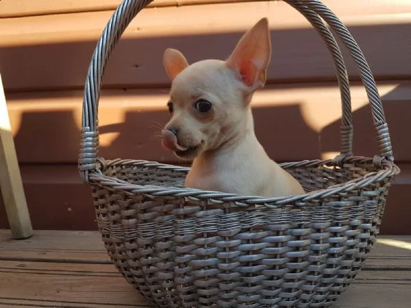chihuahua cuccioli mini | Foto 1