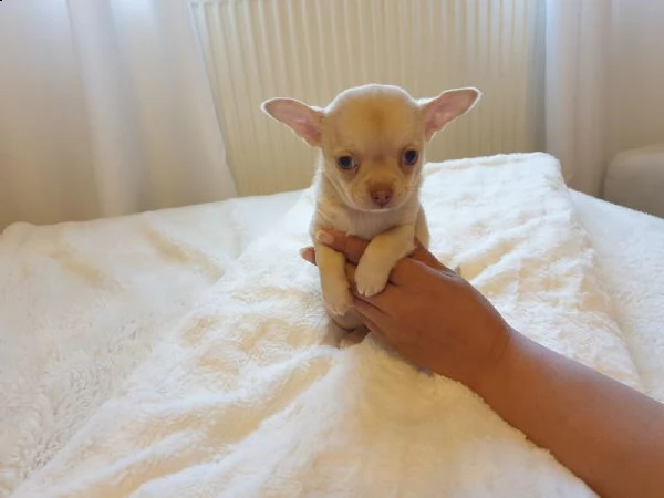 chihuahua cuccioli mini | Foto 0