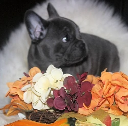 bulldog francese cuccioli blu | Foto 1