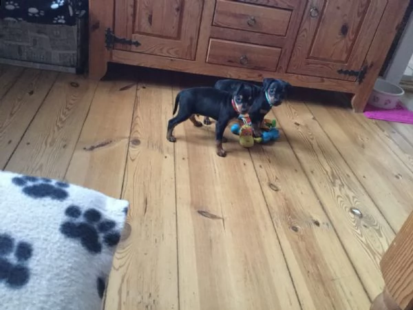  cuccioletto di pincher nano  | Foto 2