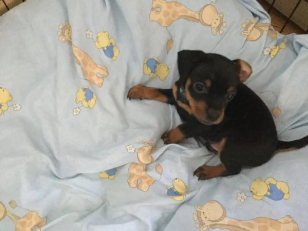  cuccioletto di pincher nano  | Foto 1