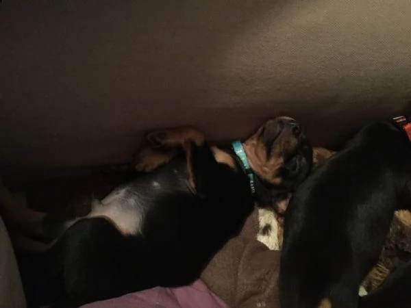  cuccioletto di pincher nano 