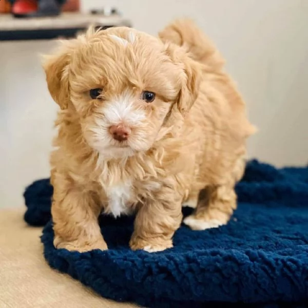 splendidi cuccioli di maltipoo genuini