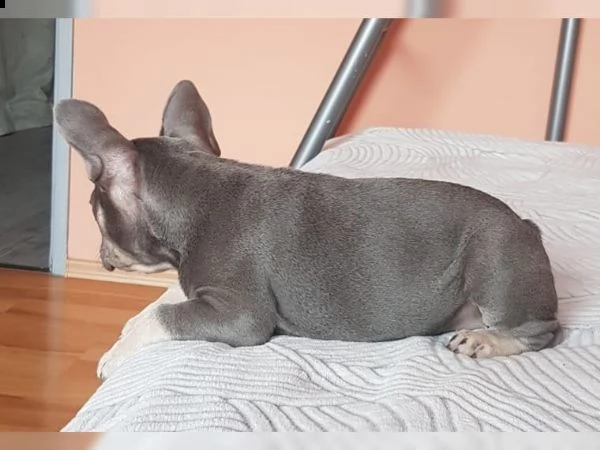 bulldog - bouledogue francese consegna a domicilio | Foto 1