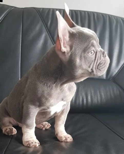 bulldog - bouledogue francese consegna a domicilio | Foto 0