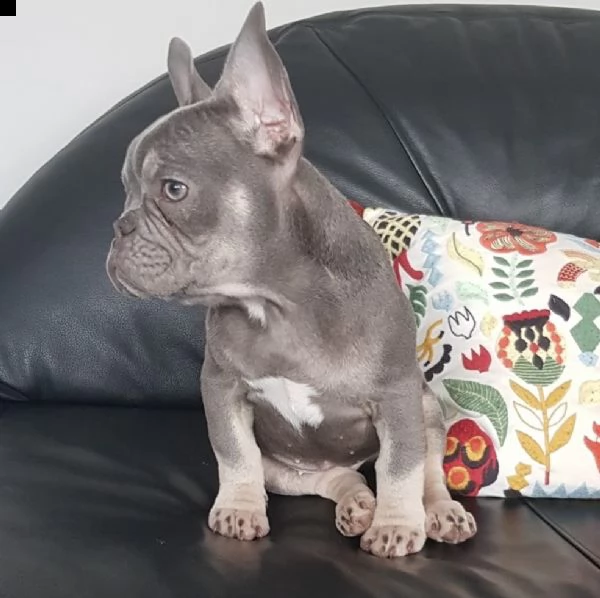bulldog - bouledogue francese consegna a domicilio