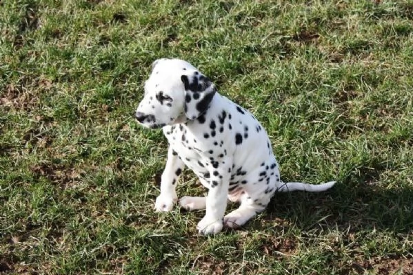 straordinari cuccioli dalmata altissima genealogia | Foto 1