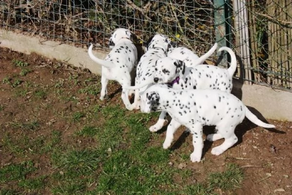 straordinari cuccioli dalmata altissima genealogia
