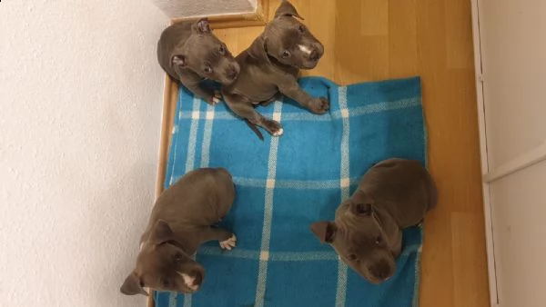 pitbull blue nose cucciola 2 mesi con pedigree | Foto 0