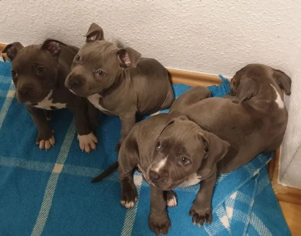 pitbull blue nose cucciola 2 mesi con pedigree