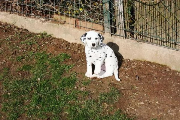 ( 2 )c.uccioli dalmata con pedigree