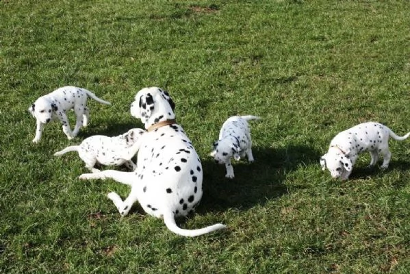 ( 2 )c.uccioli dalmata con pedigree | Foto 1