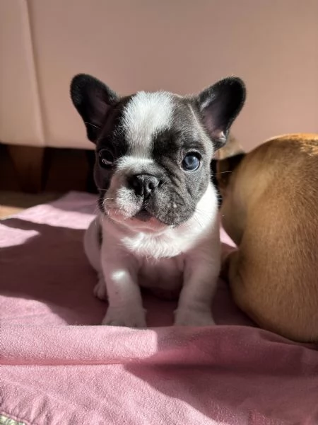 Cucciolo di Bulldog Francese con pedigree nato in casa
