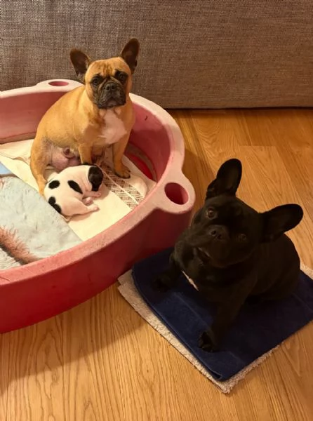 Cucciolo di Bulldog Francese con pedigree nato in casa | Foto 2