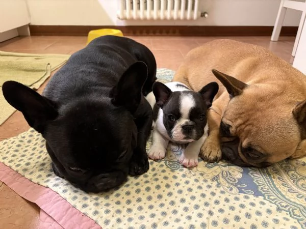 Cucciolo di Bulldog Francese con pedigree nato in casa | Foto 1