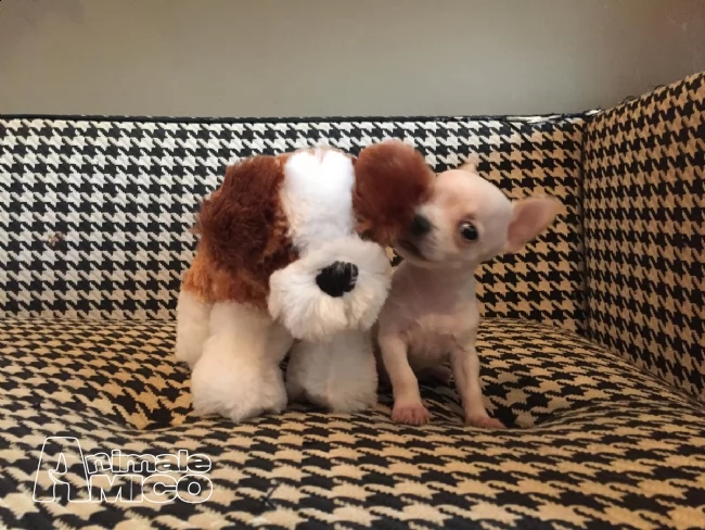cuccioli di chihuahua | Foto 2
