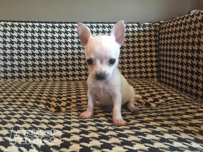 cuccioli di chihuahua