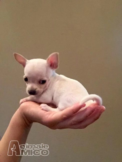cuccioli di chihuahua | Foto 1