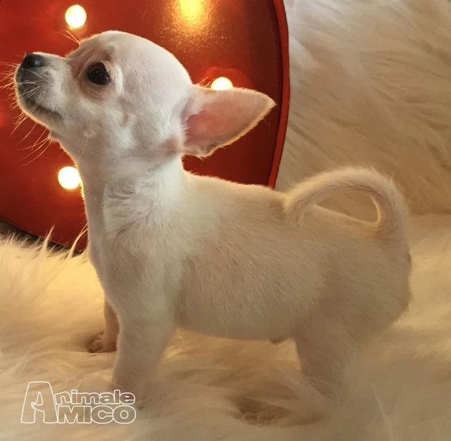 cuccioli di chihuahua | Foto 0