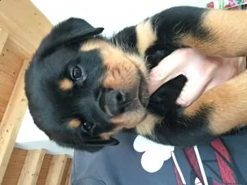 cuccioli rottweiler con pedegree  | Foto 0
