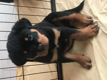 cuccioli rottweiler con pedegree 