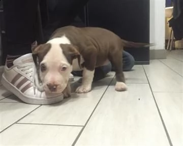bellissimo cucciolo american blue-line pit bull terrier | Foto 0