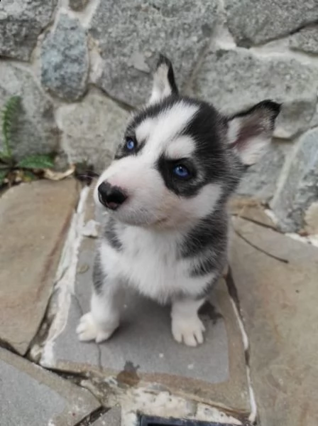 cucciolata di siberian husky occhi azzurri | Foto 2
