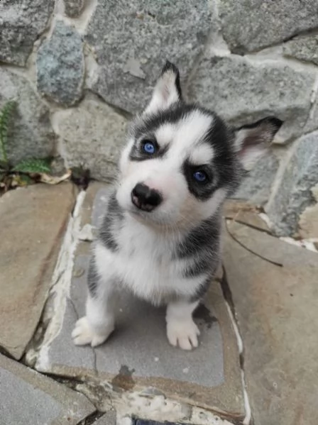cucciolata di siberian husky occhi azzurri | Foto 0