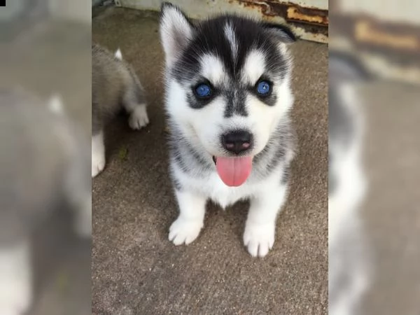 cucciolata di siberian husky occhi azzurri