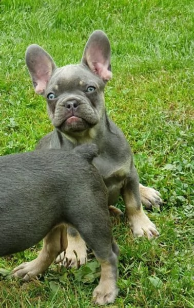 disponibili splendidi cuccioli di bouledogue francese | Foto 4