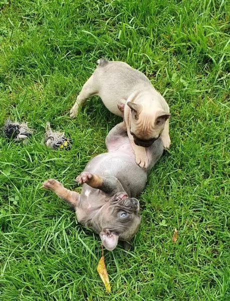 disponibili splendidi cuccioli di bouledogue francese | Foto 3