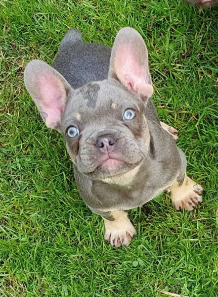 disponibili splendidi cuccioli di bouledogue francese | Foto 2