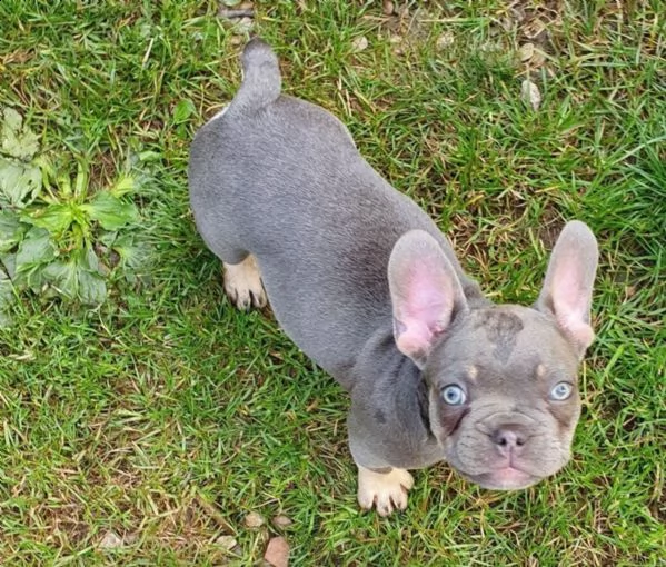 disponibili splendidi cuccioli di bouledogue francese | Foto 1