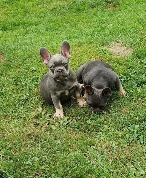 disponibili splendidi cuccioli di bouledogue francese
