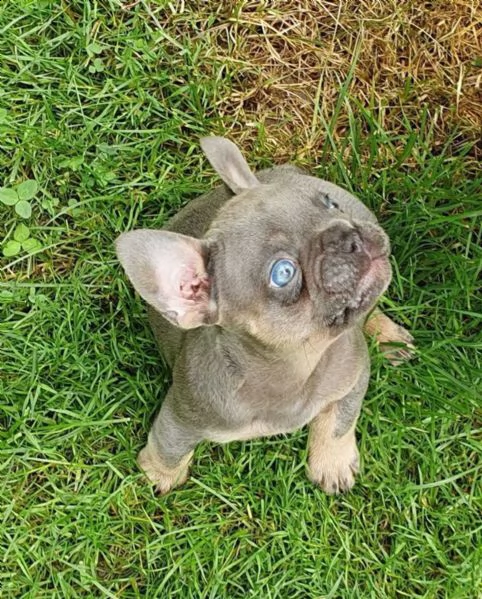 disponibili splendidi cuccioli di bouledogue francese | Foto 0