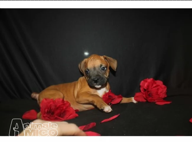 adorabile maschio e femmina cuccioli boxer | Foto 1