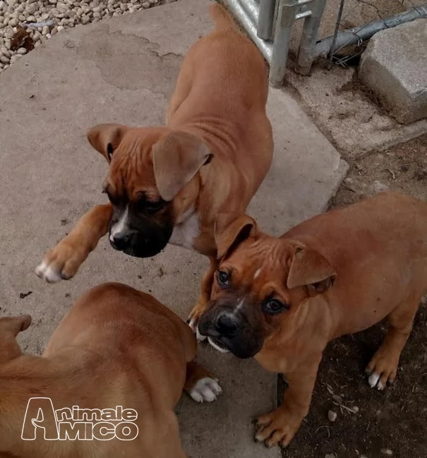 adorabile maschio e femmina cuccioli boxer