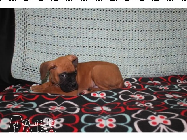 adorabile maschio e femmina cuccioli boxer | Foto 0