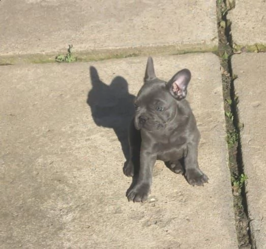 cuccioli di bouldogue francese | Foto 3