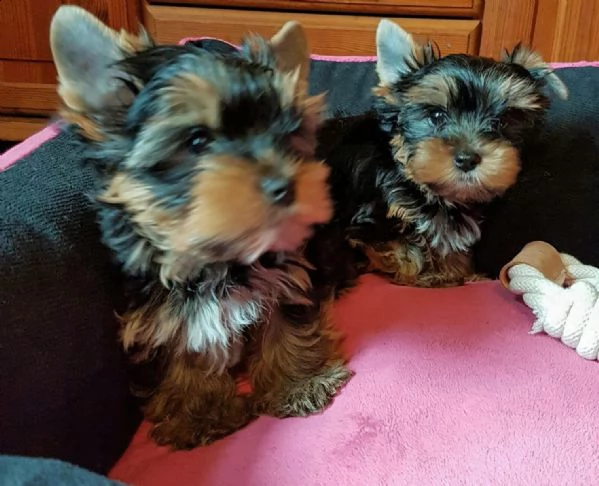 cuccioli di york shire mini toy | Foto 1
