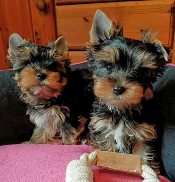 cuccioli di york shire mini toy | Foto 0