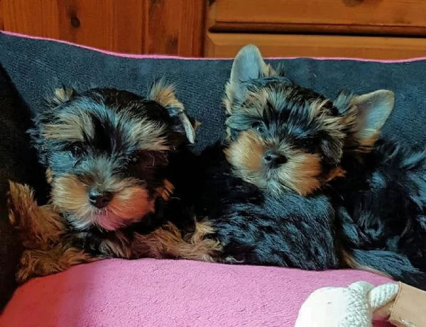 cuccioli di york shire mini toy