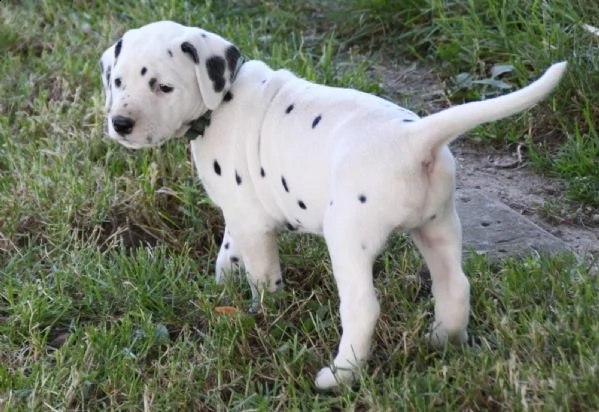 cuccioli dalmata akc 1 maschio 1 femmina | Foto 3