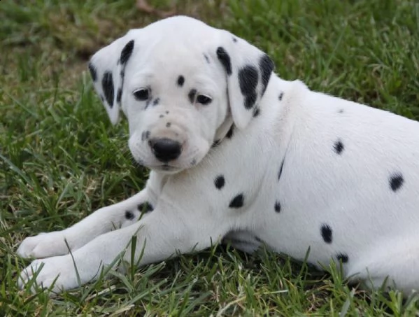 dalmata cuccioli di purissima razza disponibili | Foto 2