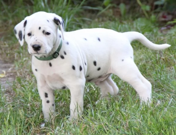 dalmata cuccioli di purissima razza disponibili | Foto 1
